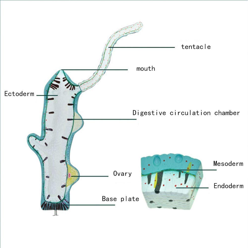 Modèle éducatif Anatomical Modèle Animal Modèle Junior Mode d'enseignement Enseignement Enseignement Scientifique Instrument