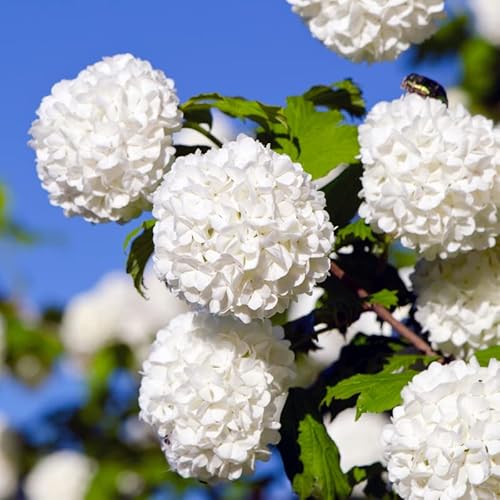 2 Japanese Snowball Viburnum Bushes Shrubs, Old Fashion Snowball Viburnum Plants 6-12 Inc Tall To Grow #TOP4