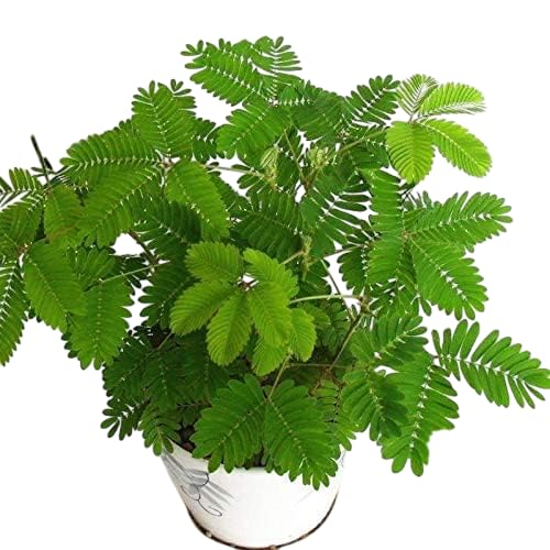 Sumit Greenery Touch Me Not Live Plant with Pot - Exotic Mimosa Pudica for Home & Garden (Pack of 1) – Interactive & Unique Houseplant outdoor hurb-picture-37