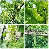300 piezas semillas de melón amargo semillas organicas planta de casa plantas resistentes para jardín, semillas vegetales semillas de hortalizas, plantas raras, de jardín de