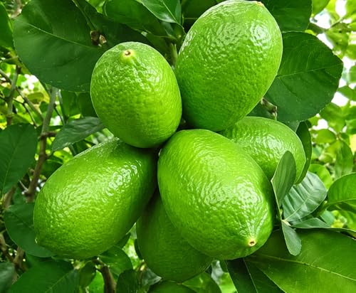 Image of REMASLARIC-Baromasi Fresh Kagzi Lemon(Limbo) Fruit Tree Grafted plant || For home garden Lemon tree outdoor indoor plant.