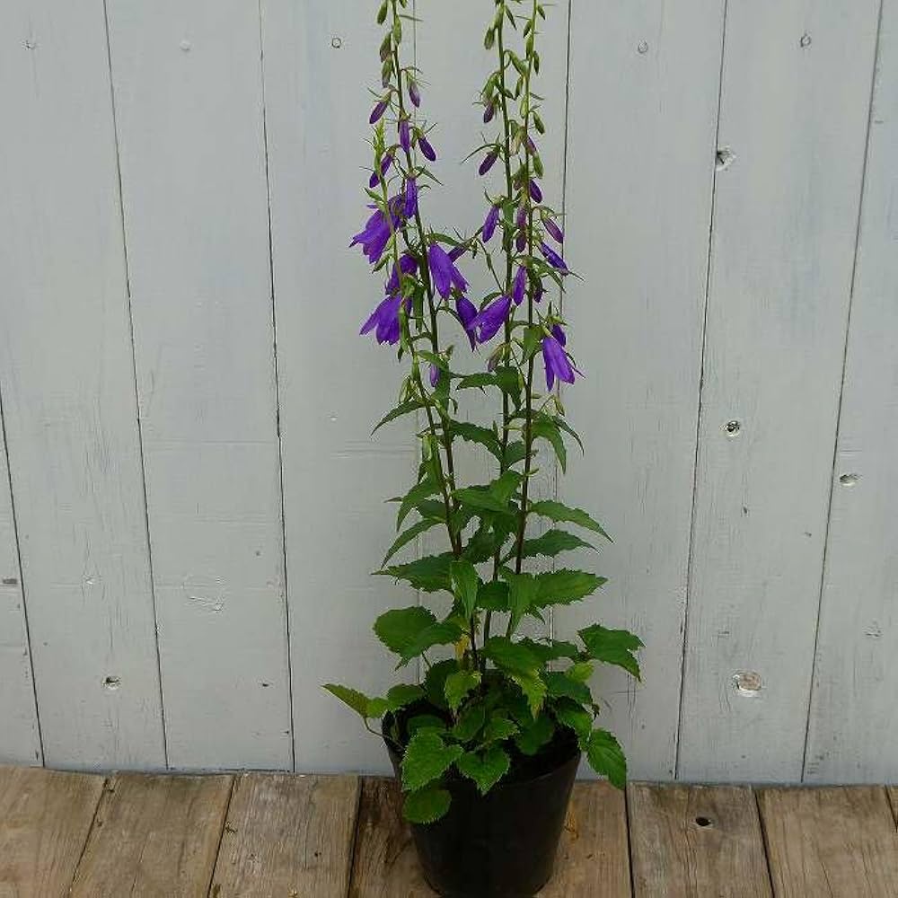 山野草、 [ タチデンダ、ヤシャビシャク、キブシ ] ３種 楽天市場】（山野草）シダ（羊歯）キクシノブ（菊忍）3号（1