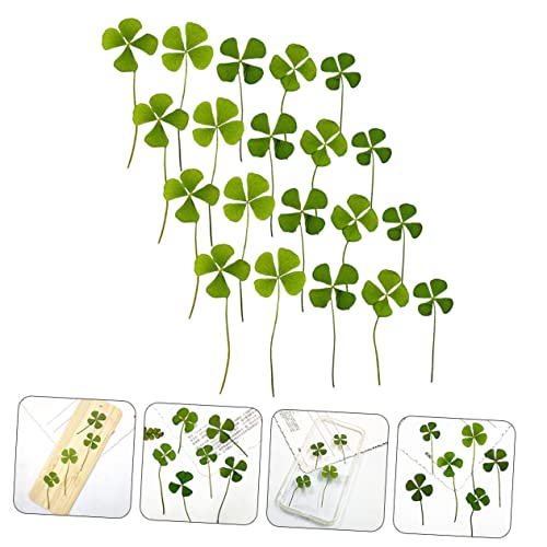 VICASKY 24 pcs de trébol seco prensado para manualidades miniatura 5
