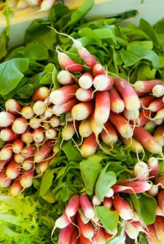 Heirloom Breakfast Radish, 15 lb Case, Fresh Premium Quality Produce, Crisp Peppery Flavor, Vibrant Red with White Tip, Perfect for Gourmet Salads and Culinary Presentations
