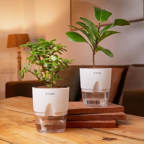 KYARI Combo of 2 - Fiddle Fig Plant and Lucky Jade Indoor Plants for Living Room | Live Plants | Plants with Red Self Watering Pot for Home | Air purifier plants for Home Decor (B0D6MWCLJK) Amazon Price History, Amazon Price Tracker
