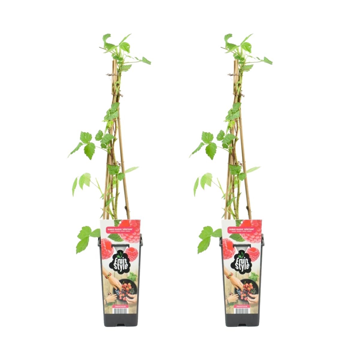 Bloomique - Set de 2 - Rubus idaeus ‘Heritage’ - Frambuesa - Planta frutal - Resistente al frío - 50-70 cm - Maceta 15 cm