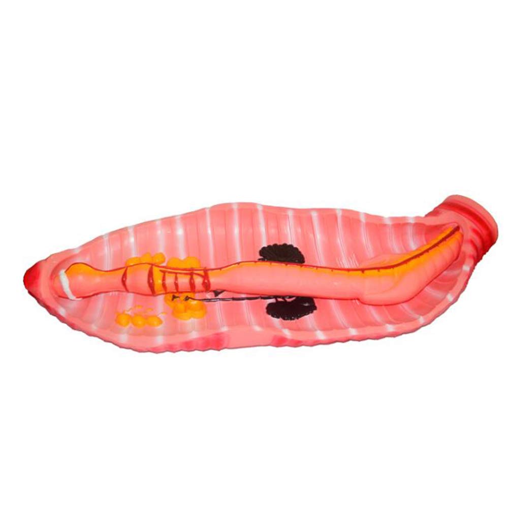 Sjdopulse A Earthworm Natomical Model - Natomy Model Earthworm Model - Pvc Matrial Biological Teaching Model Earthworm Natomy Model - 61 * 22 * 10Cm - For Study Teaching Display Medical Model (A)