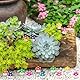 DTYDECLE 100 Stück Mini Harz Pilze, Bunte Kleine Pilzfiguren Niedliche Miniatur Winzige Pilze für Miniatur Landschaftsgärten, Bonsai, Fischbecken und Aquarien