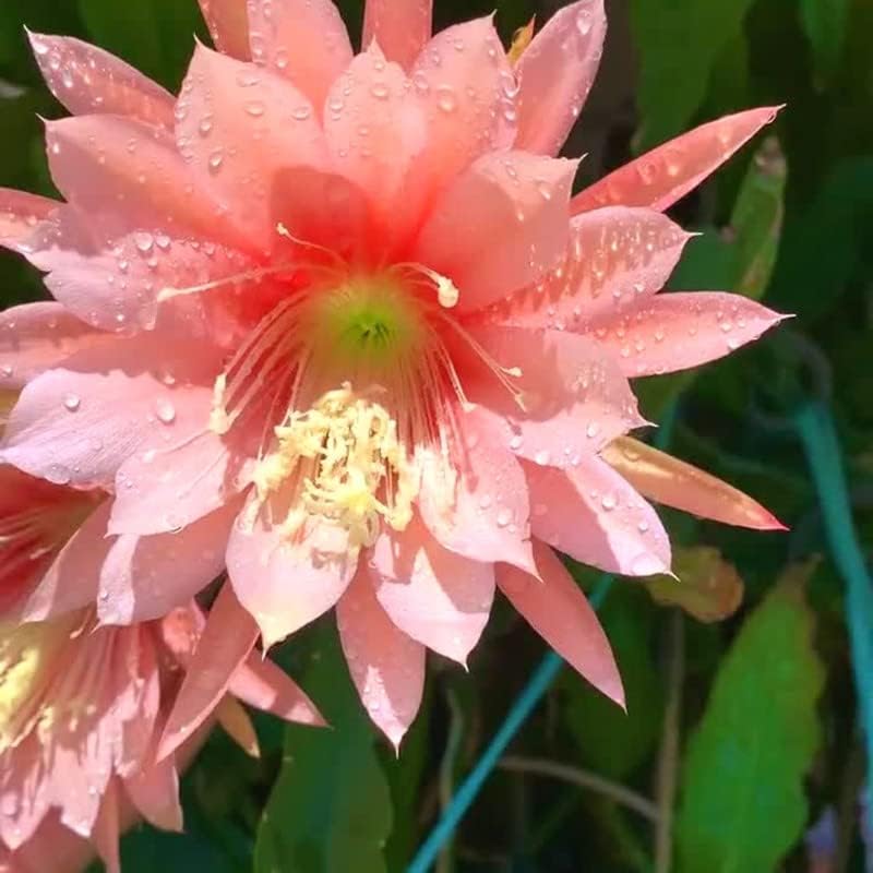 Corte de cactus orquídea Epiphyllum rosa, 8 pulgadas a 10 pulgadas de largo, planta suculenta viva, sin raíz, no planta