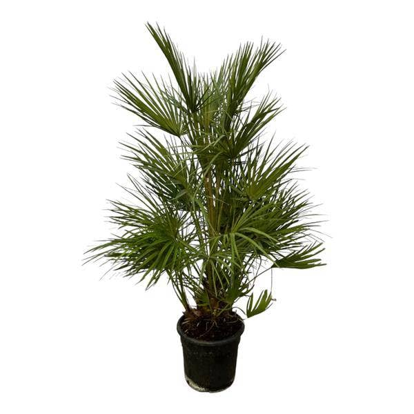 Chamaerops Humilis – Palma verde – Pianta d'appartamento – 130 cm – Ø 24 cm