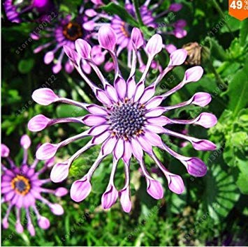 100pcs / Bag Semi Osteospermum, Semi, Fiori Osteospermum, 8 Colori, sementi di Fiori, Natura Pianta in Vaso per la casa Garden