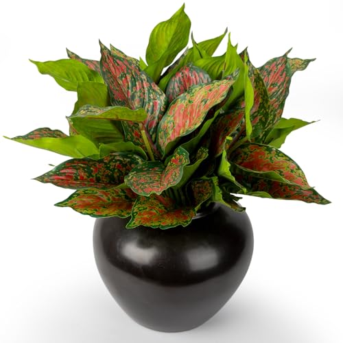 Ornamento multifunzionale: gli arbusti di seta hosta sono un ornamento multifunzionale. Può essere utilizzato come decorazione per interni ed esterni. 4 bastoncini di pianta artificiale di dieffenbachia a strisce rosse e verdi possono essere utilizzati per composizioni floreali, vasi e composizioni dei tavoli, e possono anche essere utilizzati come decorazione indipendente, che può aiutare a creare una vera atmosfera naturale ed è molto adatto per casa, giardino, ufficio, balcone, negozio, caffetteria, hotel, matrimoni e decorazione della tavola.