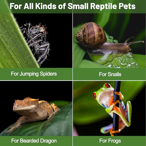 Image of Jumping Spider Enclosure,Insects Habitat,Small Reptile Terrarium Glass House,for Spiders,Tarantulas,Snail,Mantis,Lizard and Small Reptiles,4.72 inchx4.33 inchx4.33 inch