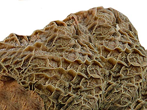 FRESCO Dog Trockenbarf I Daily Menü Rind mit Rote Bete, Apfel und Karotten I 1 kg