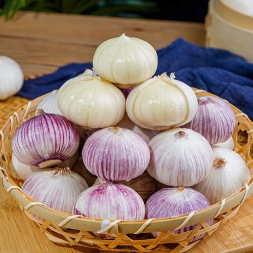 Semi d'aglio - giardino sul balcone di aglio, vecchie varietà semi di da giardino regali sostenibili resistenti all'esterno aglio elefante 500pcs