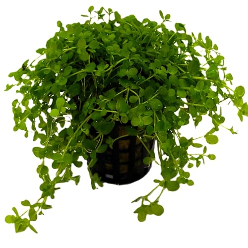 WASSERPFLANZEN WOLFF - ein Topf Monte-Carlo Zwergperlkraut/Micranthemum spec. 'Monte Carlo' - Perlenkraut - Micranthemum tweediei - Mini-Glossostigma/Wasserpfeffer, Teppichbildender Bodendecker