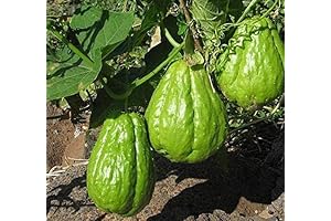 New Fresh 90pcs Chayote Seeds