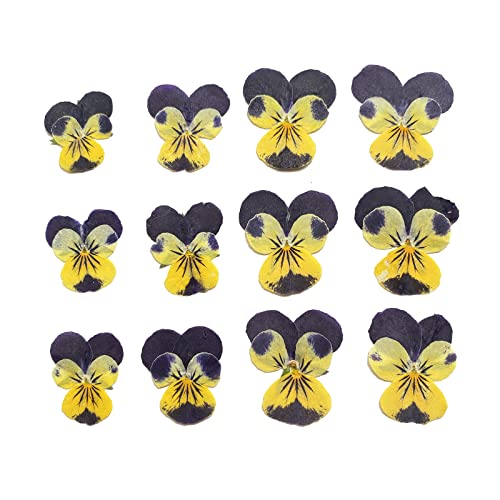Flores prensadas secas Natural Pansy 12 pcs miniatura 1