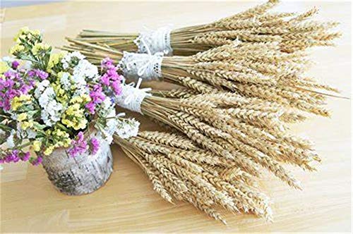 100 unidades de flores secas naturales de trigo para decoración miniatura 5