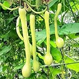 TomorrowSeeds - Tromboncino Squash Seeds - 30+ Count & 20+ Cucuzza Squash - for 2026 Planting Italian Zuchetta...