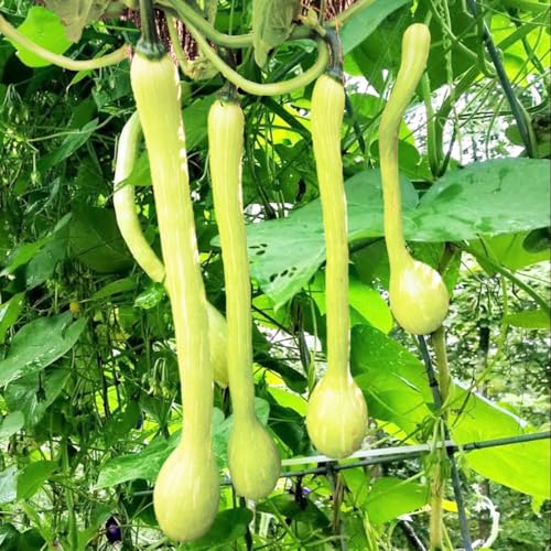TomorrowSeeds - Tromboncino Squash Seeds - 30+ Count & 20+