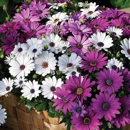 Green World OSTEOSPERMUM (DEMORPHETCA MIXED) FLOWER SEEDS (150 seeds) (B09KY275BN) Amazon Price History, Amazon Price Tracker