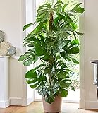 BALDUR Garten Monstera - Fensterblatt ca. 60-70 cm hoch,1 Pflanze Luftreinigende Zimmerpflanze Pflegeleichte Zimmerpflanze auch fr dunklere Standorte