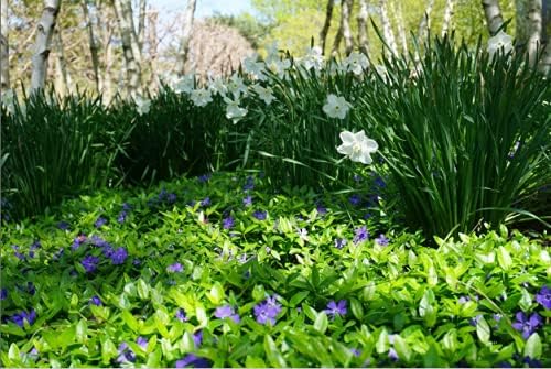 Miniatura 7 de 50 plantas Vinca Minor Plantas de cobertura del suelo Bígaro Vinca - Cubierta vegetal resistente Plantas de bígaro rastrero viven no semillas