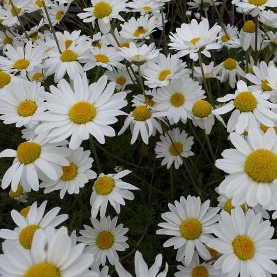 6x Œil de bœuf - Anthemis carpatica ‘Karpatenschnee’ - Godet 9x9cm