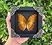 Real Framed Butterfly Handmade Gifts Insect Dried Butterflies Lover Shadow Box Taxidermy Oddity Entomology Collectables Specimen Decoration Wall Room Home Decor Gallery K12-31-DE
