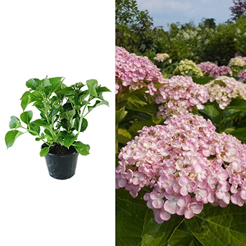 Hydrangea macrophylla Ayesha in a 9cm Pot - Ready to Plant - Add Colour to Your Garden (1 Plant)