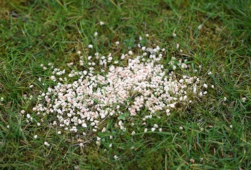 Kerbl Pet Fernhaltegranulat gegen Hunde und Katzen, Abwehrgranulat, 2x200g/Pack, Wirkungsbereich 15m², bis zu 3 Monate Wirkung, regenresistent
