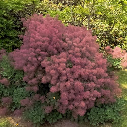 Perückenstrauch Rubrifolius 2L - Einer der originelleren...