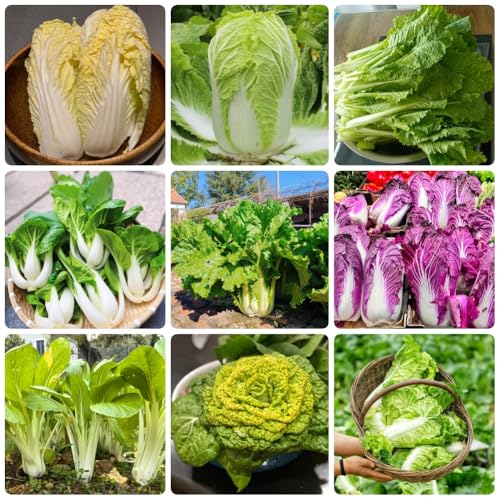 semillas de Pak Choi, de jardín de rocas resistentes Semillas de col china orgánicas, verdes cubierta vegetal 600pcs