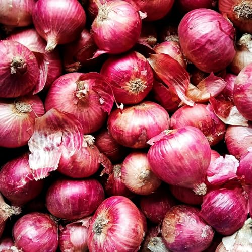 Carbeth Plants Pink Panther 250g Onion Sets for Planting - Easy to Grow Mild Flavoured Onion Bulbs for Gardens & Allotments - High Yielding Crops Perfect for Salads Cooking & Long Storage