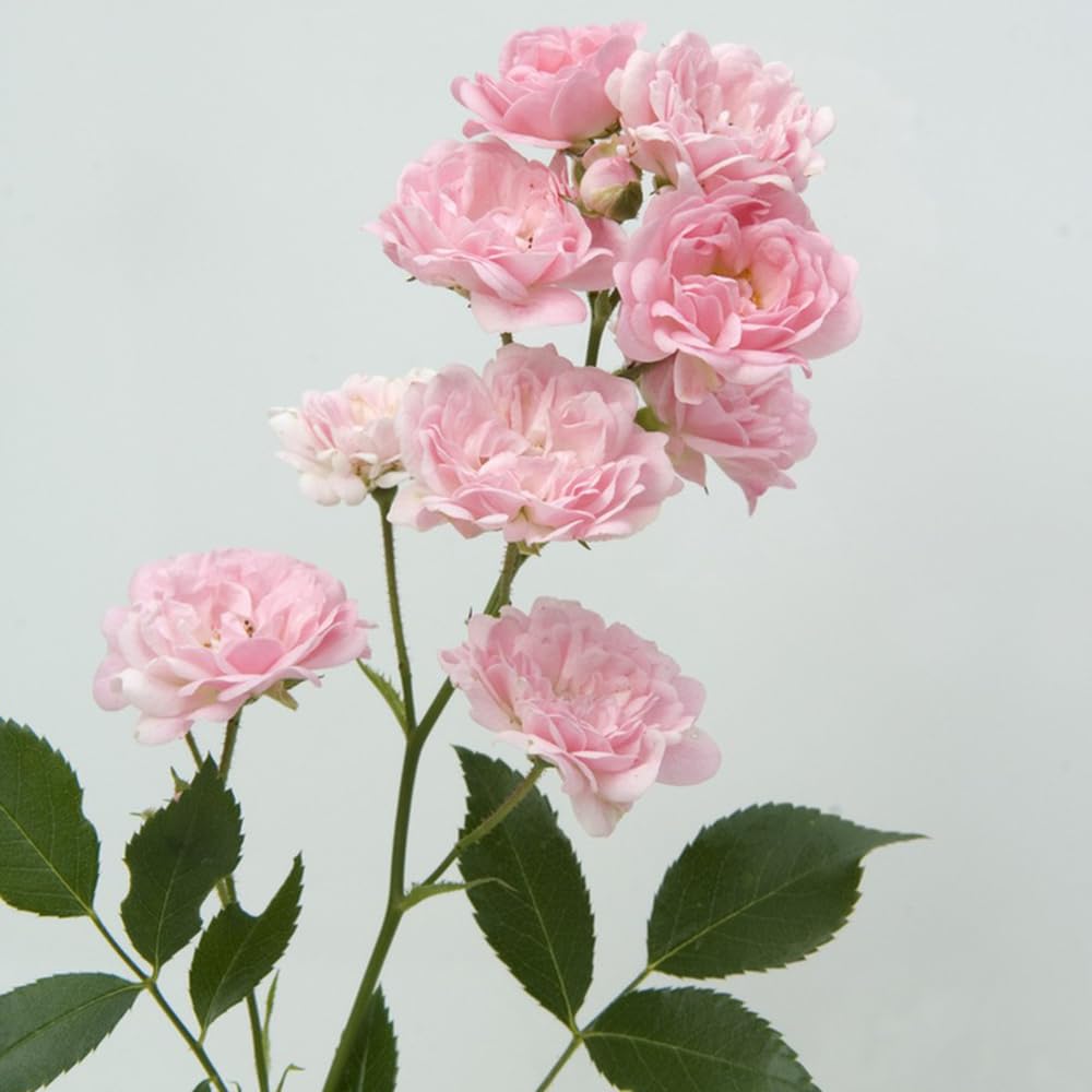 künstliche pflanzen günstig Palme Kunstpflanze 180cm schnell günstig online kaufen main image 1