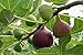 Easy to Grow Fig Chicago Hardy - 2 Potted Fruit Plants in 4-Inch Grower Pots, Summer Fruiting, Self-Pollinating Starter Tree