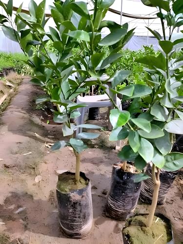 Image of All-Time 12 Months Hybrid GRAFTED Darjeeling Orange Plant Live Fruit Plant Original & Authentic Organic Tree for Outdoor Fast-Growing Fruit Plant Home Gardens Pack Of-1