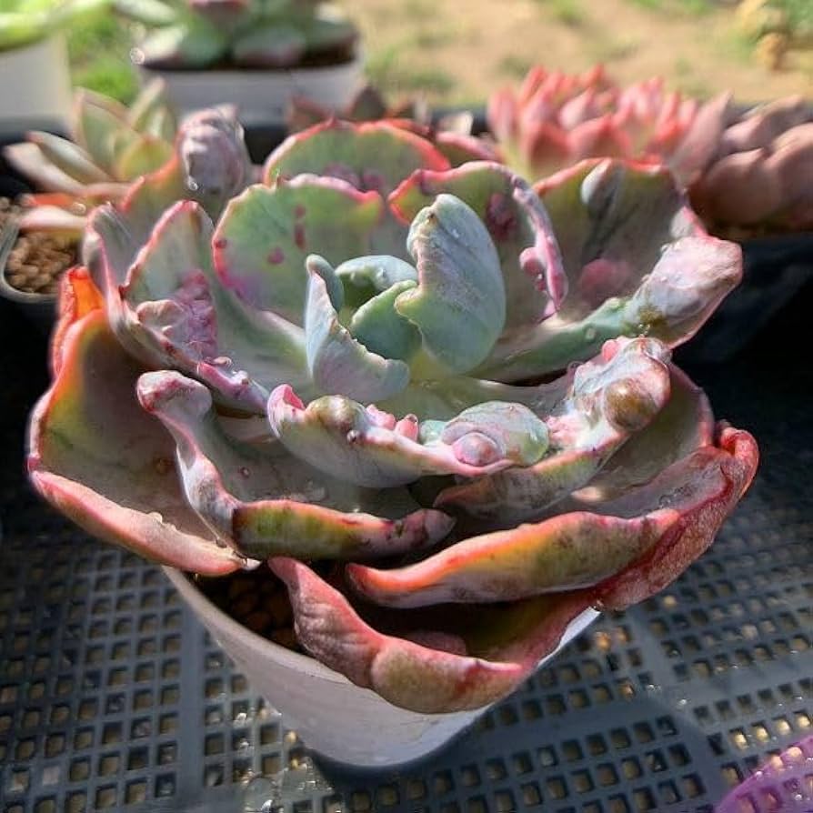 ピンクチップ錦♥マジョリカ♥　多肉植物　エケベリア ピンクチップ錦♥マジョリカ様専用♥ 多肉植物 エケベリア