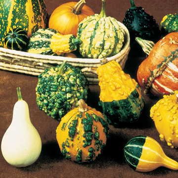 Park Seed Gourd Complete Large & Small Mix #TOP15