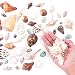 Super Z Outlet Mixed Ocean Beach Fairy Garden Seashells Marine Life for Arts & Crafts, Decorations, Party Favors Collection (Approx. 40 Pieces)