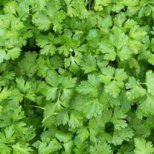 Clovers Garden Parsley Italian Flat Leaf Herb Plants – Two (2) Live Plants – Non-GMO - Not Seeds - Each 4' to 8' Tall – in 4' Inch Pots – Heirloom Herb, Fast Growing