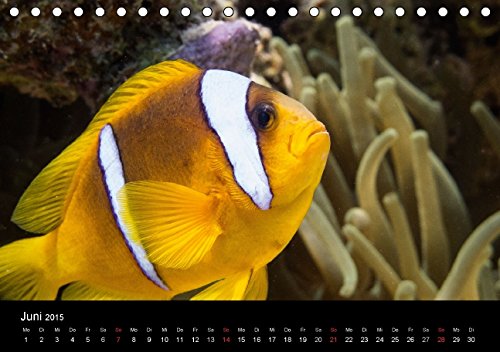 Anemonenfische, Mein Revier. (Tischkalender 2015 DIN A5 quer): Rotmeer Anemonenfische (Tischkalender, 14 Seiten)