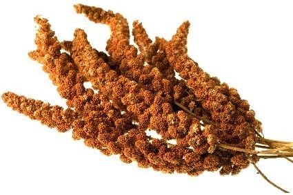 Birsppy FRESH HAND PICKED FRENCH RED MILLET SPRAYS (1kg)