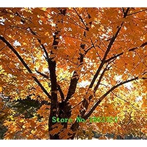 VISTARIC 50 Pz Mini in Vaso Semi commestibili di Frutta Bonsai Arancione Semi Cina (Quanzhou) Arrampicata Semi di Orange tree seed Clim PL