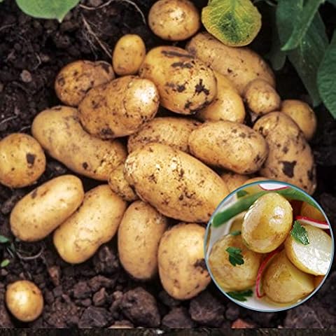 Pentland Javelin Seed Potatoes for Fresh Harvests Cover