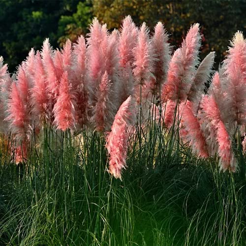 1000+ Mix Pampas Grass Seeds for Planting Cortaderia Selloana Seeds Heirloom Ornamental Plants Decor Garden Tall Feathery Blooms Blue White Pink Red Yellow 1000+ Mix Pampas Grass Seeds for Planting Cortaderia Selloana Seeds Heirloom Ornamental Plants Decor Garden Tall Feathery Blooms Blue White Pink Red Yellow