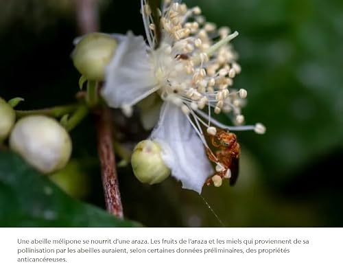 MIEL MELIPONA -MIEL PRÉCIEUX D'ABEILLE SANS DART- POT DE 300G - SCAPTOTRIGONA MEXICAIN. – vue 8