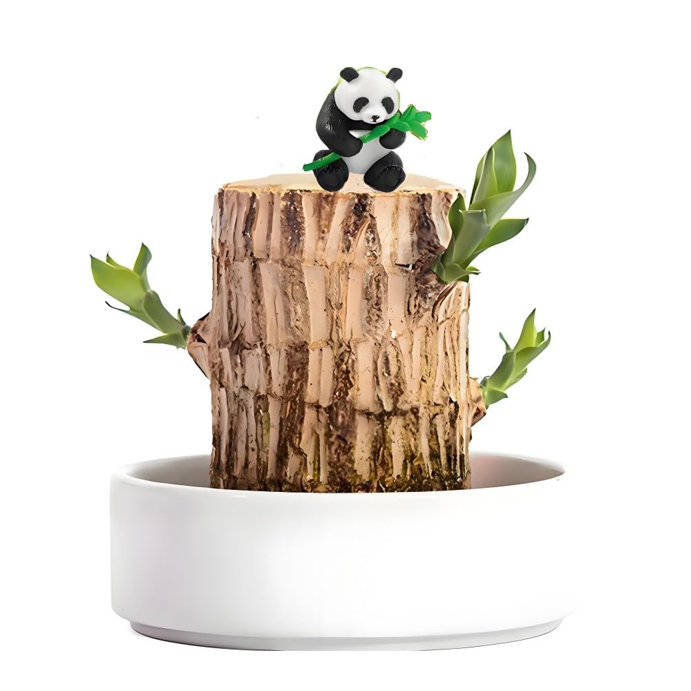 Brazilian Wood Plant,Mini Brazil Lucky Wood,Lucky Tree,with Panda Statues,Swelling The Stage of About to Sprout,Brazilian Tree Perfect for Home,Office Desktop Decoration (Panda Statue)
