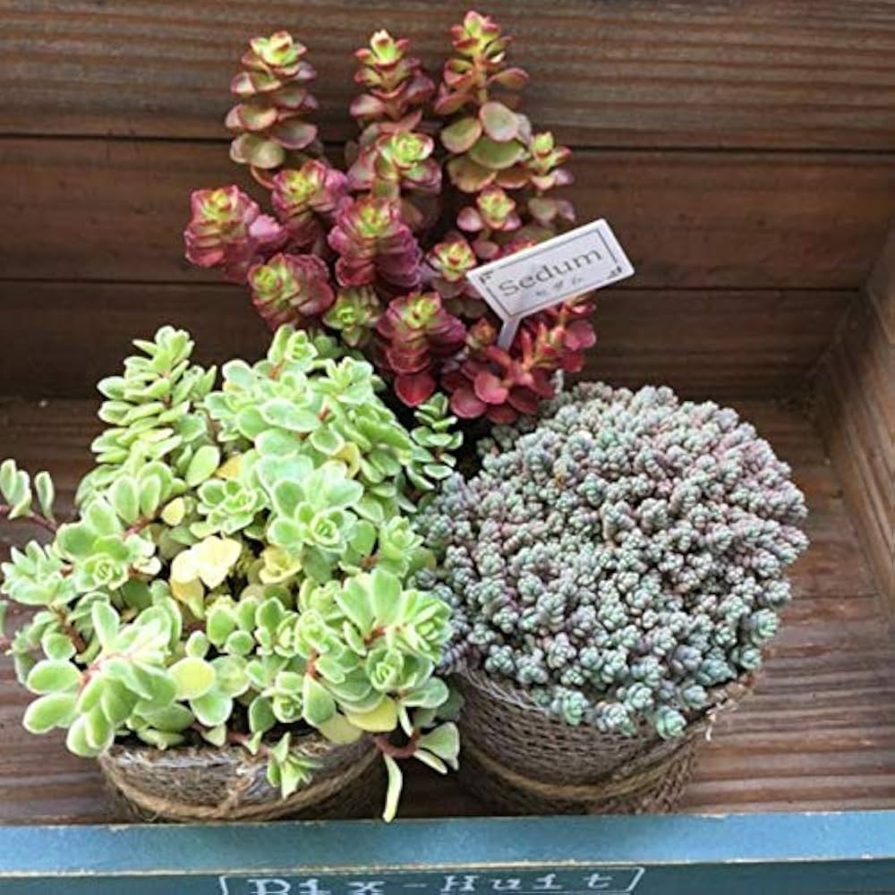 多肉植物 青い花模様の鉢*3 多肉植物セット 青い花模様の鉢*3